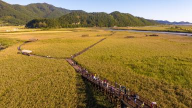 순천만습지 갈대밭