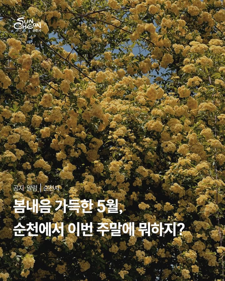 봄내음 가득한 5월!

이번 주말, 순천에서 뭐하지?

고민하고 계셨다면 여기로 가시기를 강추합니다 !

 

  5월 둘째 주 금꽃데이

  일 시

2026. 5. 9.(토) 12:00 ~ 17:00

​
  장 소

문화의 거리 일원

✨ 프로그램

플리마켓(금꽃마켓), 전시, 아고라 공연 등

  

몰랑하우스가 파티 테마로 새단장 했어요!

  장 소

순천 창작예술촌 1호

(전남 순천시 옥천길 19)

⏰ 운영시간

10:00 ~ 19:00

* 

행사 운영에 따라 문화의 거리 일부 구간

차량 통제가 진행됩니다

⏰ 통제시간

5. 9.(토) 09:00 ~ 18:00

 

  신대천, 윤슬 하모니

  일 시

2026. 5. 9.(토) 19:00 ~ 20:00

​

  장 소

신대천 무지개다리(마로니에 공연장)

​

  공연내용

합창 · 듀엣 · 솔로 공연 등

출연 : 순천시립합창단

 

더욱 자세한 내용들이 궁금하시다면?!

순천시 블로그도 방문 한번 부탁드려요 ✨