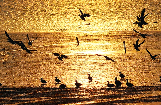 노을진 하늘에 철새들이 날고, 바다위에는 앉아있는 모습
