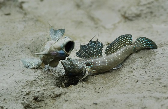 갯벌위에 짱뚱어 두마리의 모습