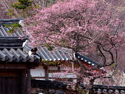 [테마투어] 세계유산(일)