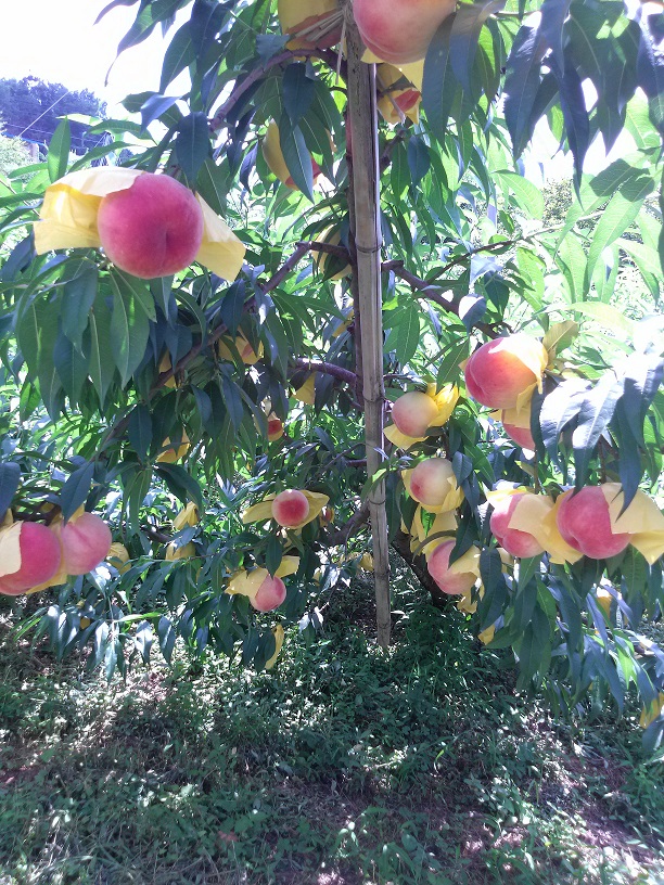 월등복숭아가 지난 24일 첫 출하를 시작했다.이번 출하는 전년과 비슷한 시기로 5월중 적당한 강우와 6월 과실 비대기에 풍부한 일조량으로 전년보다 당도가 높고 수확량도 늘어날 것으로 예상된다.최대 수확기는 7월 중순부터 8월 중순까지이며 천중도, 앨버터황도 품종은 9월 중순까지 생산돼 시기별로 다양한 품종의 월등복숭아 맛을 볼 수 있을 것이다.