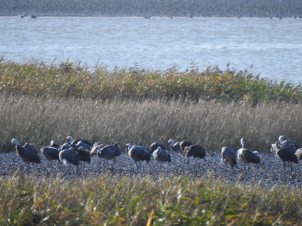  흑두루미 73마리, 순천만 도래…“세계적 월동지 다시 찾았다”- 자연과 인간 공존 사례로 세계적 주목 …사람과의 거리도 20m로 ‘성큼’ -- 서식지 50ha 추가 조성과 행동패턴 연구 통해 체계적 보전 노력 - 순천시(시장 노관규)는 지난해보다 하루 늦은 10월 22일 오후 3시에 천연기념물 제228호이자 세계자연보전연맹(IUCN) 적색목록 ‘취약종(Vulnerable)’으로 지정된 흑두루미 73마리가 순천만에 도착했다고 밝혔다. 앞서 지난 20일 순천만 상공을 선회했던 흑두루미 9마리는 남하해 21일 일본 이즈미에 도착한 것으로 확인됐다. 흑두루미는 매년 10월 중순부터 이듬해 3월까지 순천만에서 월동하는 국제적보호종으로, 전 세계 개체수의 절반에 해당하는 약 7,600여 마리가 순천만을찾으며, 순천만은 세계적인 흑두루미 월동지로 자리매김했다. 특히 지난해에는 경계심이 높던 흑두루미가사람과의 신뢰를 쌓으며, 불과 20m 거리까지 가까이에서도 관찰될 만큼 인간과의 관계가 한층 가까워졌다. 시는 2009년부터 62ha 규모의 ‘흑두루미 희망농업단지’를 조성해 안정적인 서식지를 확보해왔다. 여기에 더해 2026년까지 안풍들 일대의 전봇대 49본을 철거하고 환경저해시설 없는 서식지 50ha를 추가 조성할 계획이다. 또한 오는 12월에는 흑두루미에 위치추적기를 부착해 행동패턴 연구를 본격적으로 추진하여 과학적 관리체계를강화할 예정이다. 아울러 11월 5일부터 7일까지순천만생태문화교육원에서 개최되는‘흑두루미국제심포지엄’에서는 IUCN 가입 도시로서 순천시의 자연기반해법(NbS) 실천 사례와 기후변화 대응 성과를 국제사회와 공유할 예정이다. 시 관계자는 “올해도 흑두루미가 어김없이 순천만을 찾아와 시민들에게 반가운 소식을 전했다”며 “순천만이 철새들에게는 안전한 쉼터, 사람들에게는 자연과 공존하는 희망의 공간이 될 수 있도록 지속적인 보전과 관리에 최선을 다하겠다”고 말했다. 한편, 황금빛 갈대 물결 위로 큰기러기, 노랑부리저어새 등 희귀 철새들이 속속 도래하고 있으며, 지난해 복원된 큰고니 서식지에는 올해 첫 큰고니 1마리가 관찰되는 등 생태 복원 효과가 가시화되고 있다.