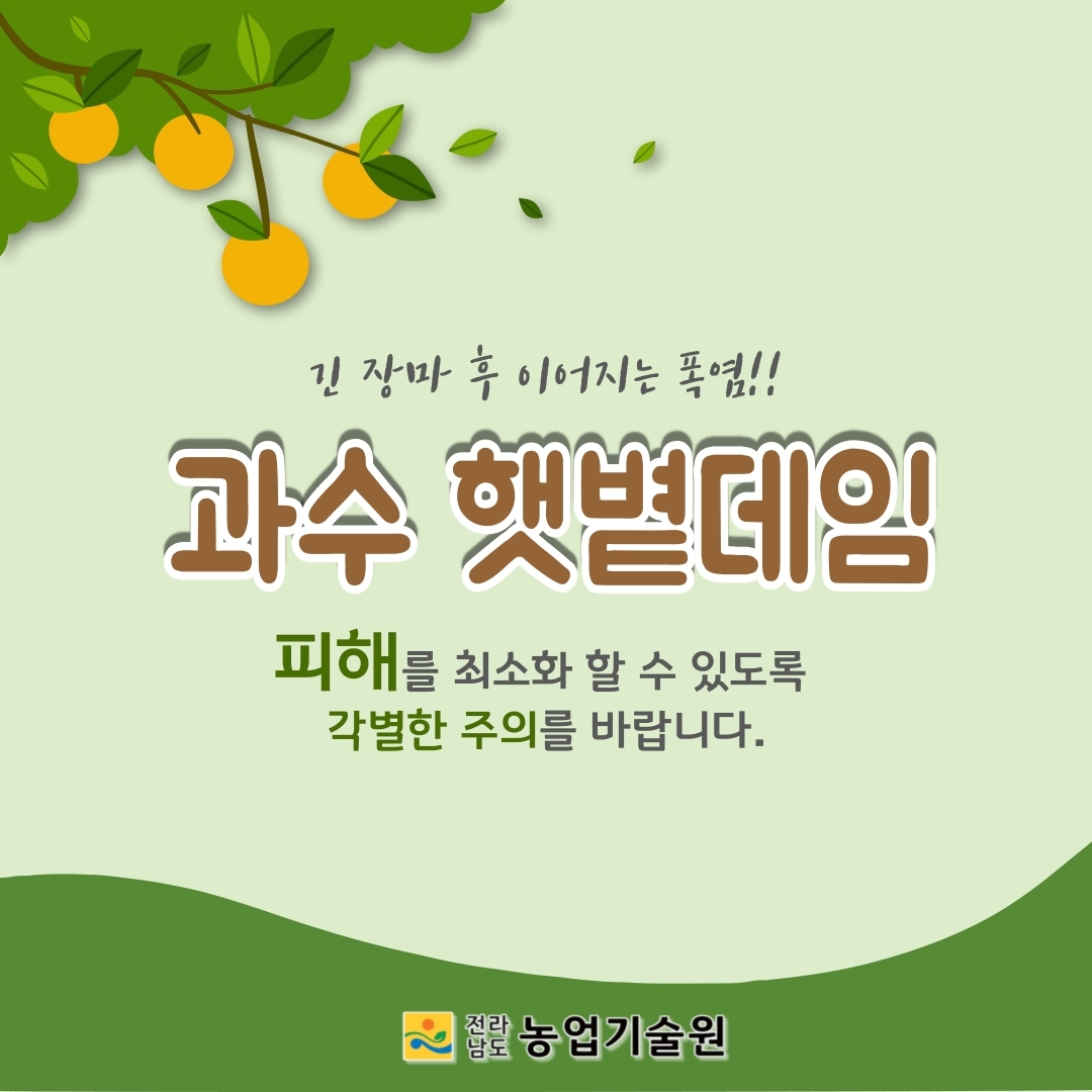 과수 햇볕데임 주의하세요 (6).jpg 이미지입니다.