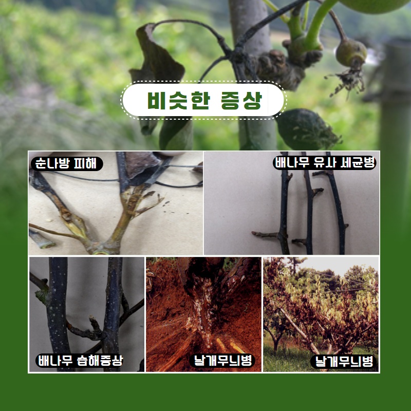 과수화상병 유입방지 실천사항 (5).jpg 이미지입니다.