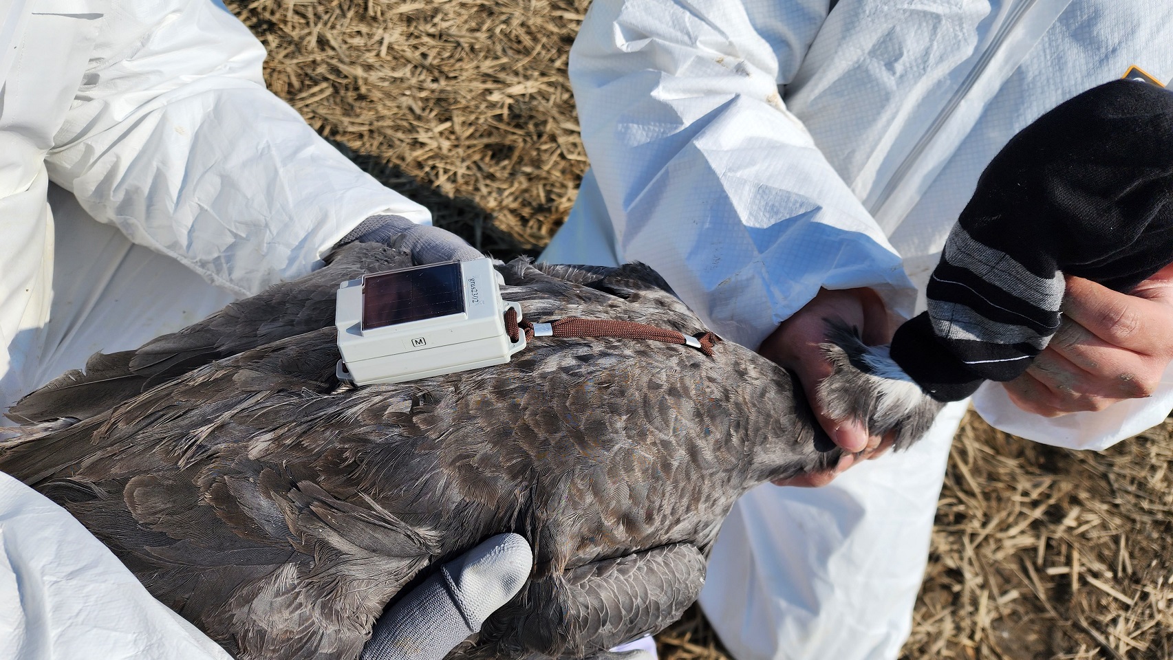 순천시가 국내 최초 흑두루미 위치추적기 부착에 성공했다..jpg 이미지입니다.