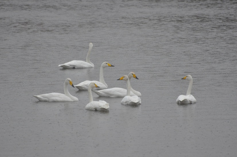 1. 지난 11월 5일 큰고니 7마리가 순천에 첫도래했다.JPG 이미지입니다.