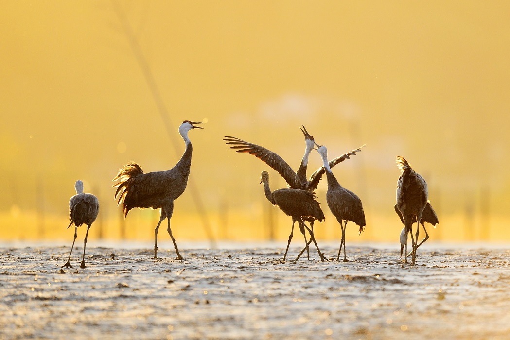 1. 순천만습지 흑두루미.jpg 이미지입니다.