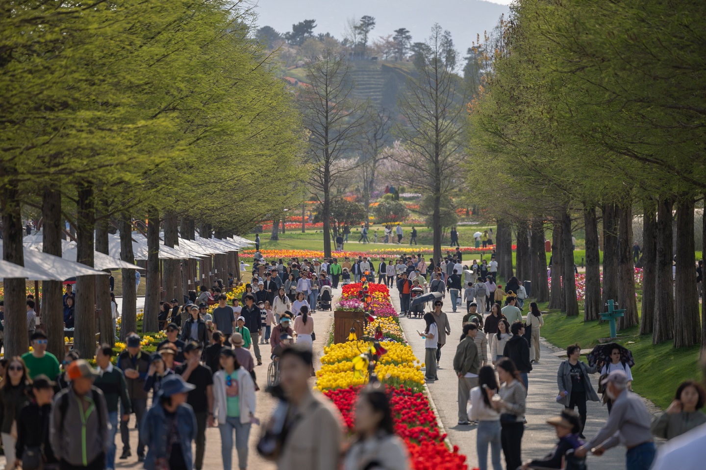 1 연휴를 맞아 순천만국가정원을 찾은 관람객들.jpeg 이미지입니다.