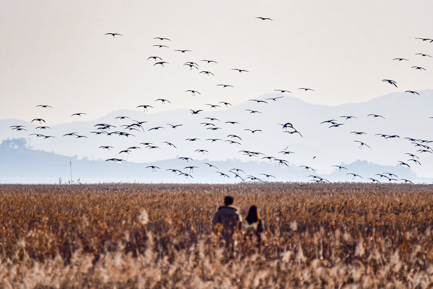 1 갈대숲위를 비행하는 흑두루미.jpg 이미지입니다.