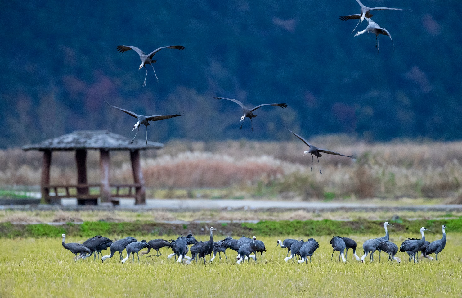 1 어싱길 주변에서 먹이활동중인 흑두루미.jpg 이미지입니다.