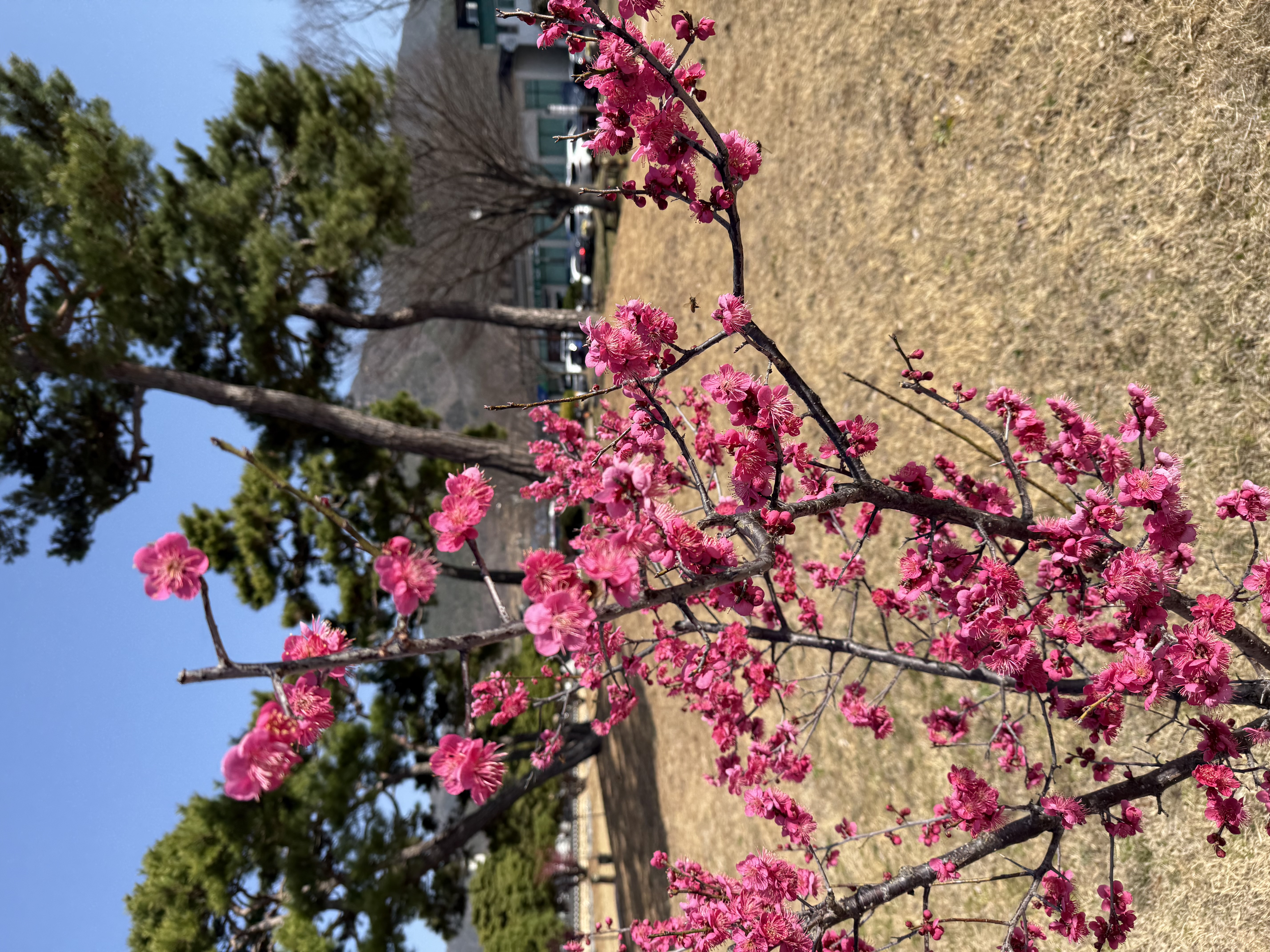 IMG_3630.jpeg 이미지입니다.