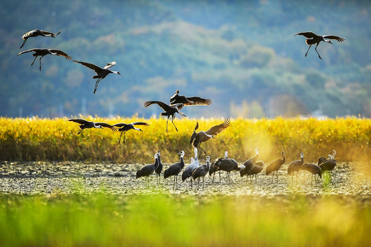 1 순천만습지를 찾는 흑두루미들.JPG 이미지입니다.