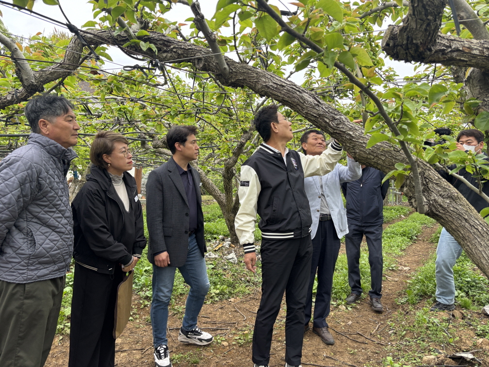 2 저온 현상으로 개화기 피해를 입은 낙안 배 재배 농가를 방문해 현장을 점검하고 있다.jpeg 이미지입니다.